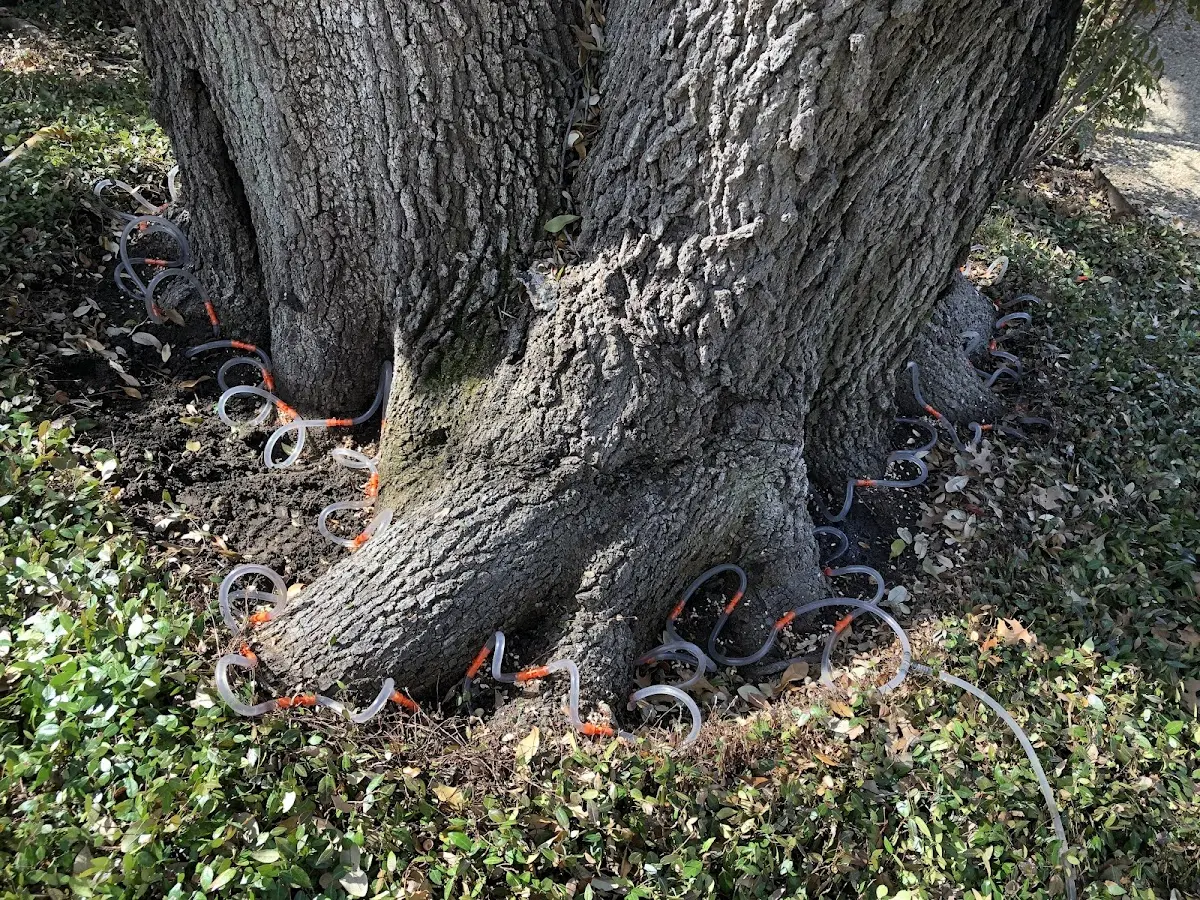 Detailed Shrub and Hedge Trimming job site in Inez
