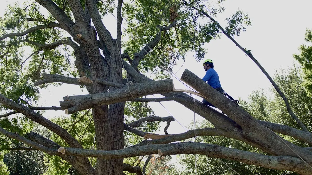 Professional Crown Thinning performed by certified arborists in Inez