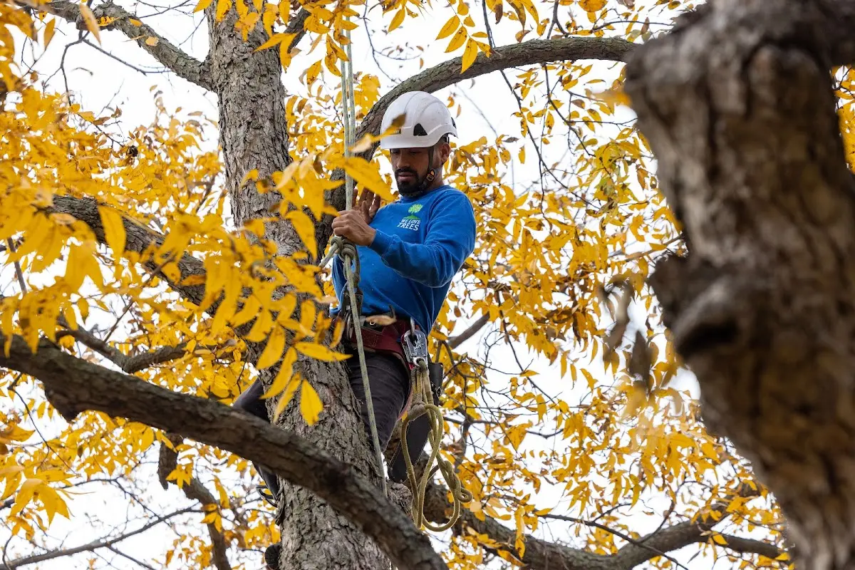 Skilled Tree Transplanting crew working in Inez
